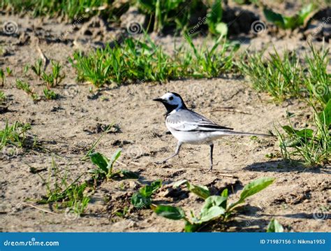 Birds of the steppes stock photo. Image of geese, sail - 71987156