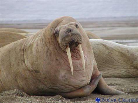 Walrus | Flickr - Photo Sharing!