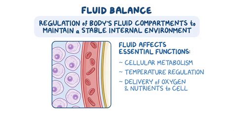 Overview of Fluid Balance - Osmosis Video Library