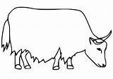 Yak Coloring Page sketch template