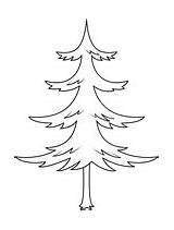 Pine trees coloring Pages  Free Coloring sketch template