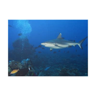 Poster A grey shark jaws ready to attack underwater close up portrait - PIXERS.HK