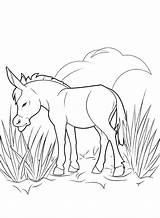 64 Dibujos para colorear De burros  ColoringPagesOnlycom sketch template