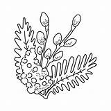 Mimosa Flower Coloring Page Pages Mim  Vrogueco sketch template