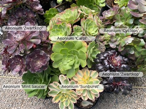 6 Popular Aeonium Varieties - Talk Flowers to Me