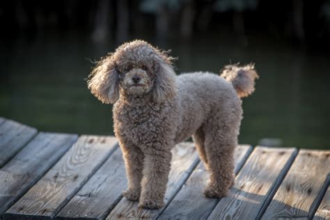 Miniature Poodle rescues and adoption - Petfinder and Adopt-A-Pet | Pawzy