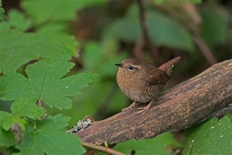 Pacific wren - song / call / voice / sound.