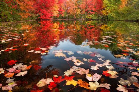 Fallen Leaves | Amherst, MA | Patrick Zephyr Photography