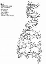 Dna Replication Coloring Worksheet Pages  sketch template