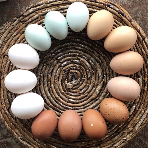 This egg color palette. : r/oddlysatisfying