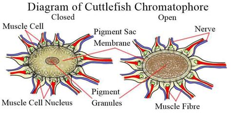 Cuttlefish Anatomy 101: A Look Inside [2023]