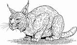 Bobcat coloring Pages To Download And Print For Free sketch template