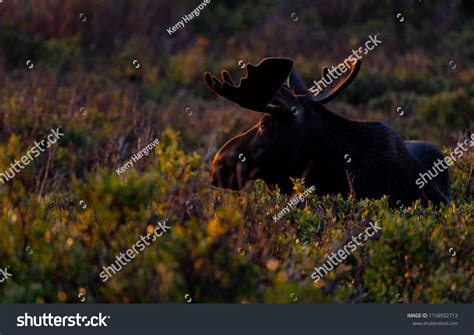 Large Shiras Moose Bull Velvet Antlers Stock Photo 1158932713 ...