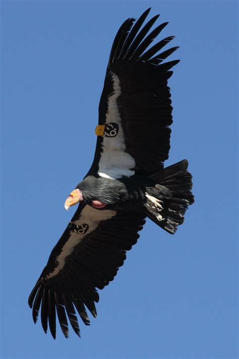 The California Condor's 3.0 m (9.8 ft) wingspan is the widest of any North American bird, and ...