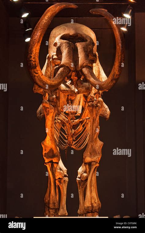 Mammoth skeleton hi-res stock photography and images - Alamy