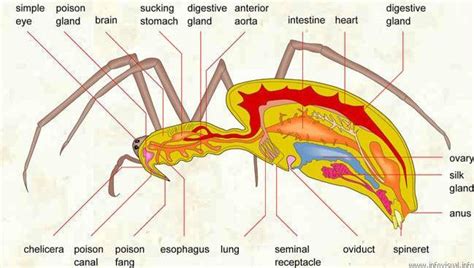 Arthropoda