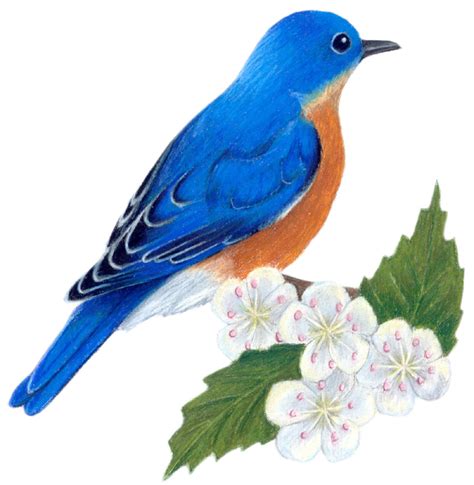 Missouri State Bird and Flower: Bluebird / Sialia sialis | Hawthorn / Crataegus oxyacantha