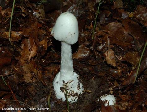 MycoDB : Photos de champignons - Amanita virosa