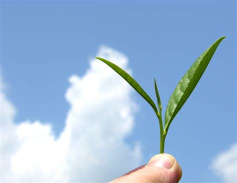 File:Organic mountain grown tea leaf.jpg - Wikimedia Commons