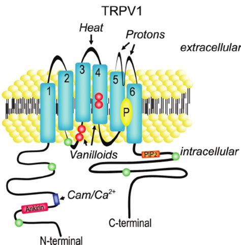 Structure of the prototypical transient receptor potential (TRP ...