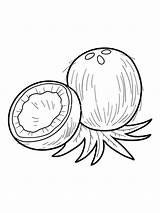 COCONUT COLORING PAGE  Coloring Home sketch template