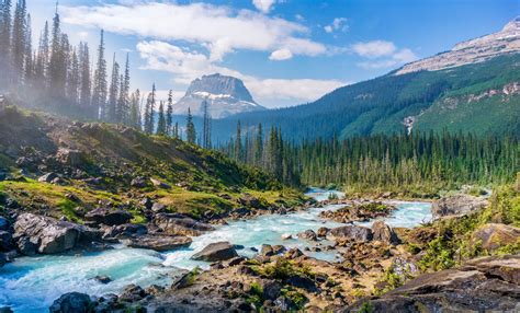 Online crop | green pine trees and river painting, landscape, nature ...