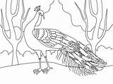 Print Peacock Coloring Page  Free Printable Pages For Kids sketch template