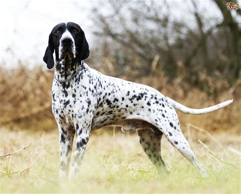 Braque d'Auvergne (french pointer) | Dogs, Best pet dogs, Unique dog breeds