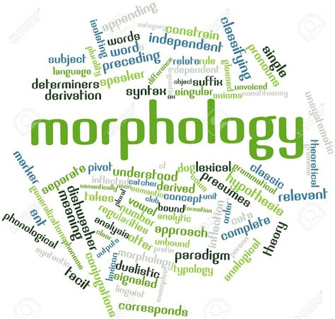 WHAT IS MORPHOLOGY? ~ Morphology