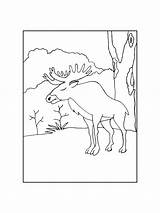 Elk coloring pages  Printable And Download For Free Here sketch template