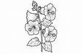 Hollyhock Flower Coloring Page Graphic By Forhadx5 · Creative Fabrica sketch template