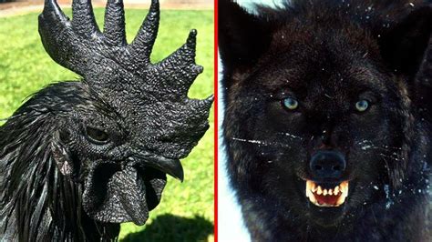 9 RAREST Completely Black Animals In The World! - YouTube