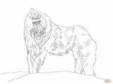 Coloring Pages Mandrill Baboon Monkey Animals African Baboons Animal  sketch template