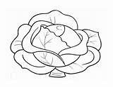 Cabbage coloring Pages To Download And Print For Free sketch template