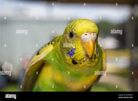 Closeup portrait colorful yellow pet parakeet in cage Stock Photo - Alamy