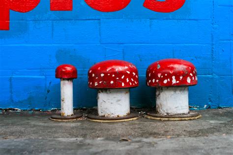 Mushroom Art | By Ganesha Balunsat | ganeshaisis | Flickr