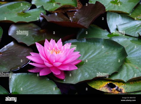 Pink water lily in pond Stock Photo - Alamy