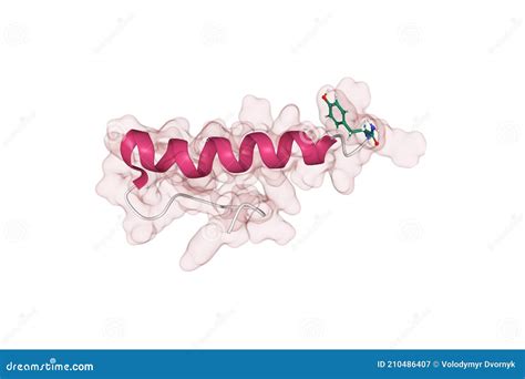 Structure of Human Hormone Peptide YY (PYY) that Acts To Reduce ...