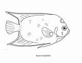 Queen Angelfish Coloring Page By Mama Draw It  Teachers Pay sketch template