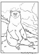Big Coloring Pages Of Bears sketch template