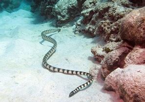 Beaked Sea Snake Facts and Pictures