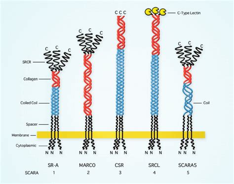 The Structures Of Class A Scavenger Receptors Scavenger Receptors | Images and Photos finder