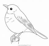 American Robin Coloring Page For Kids  Free Thrushes Printable sketch template
