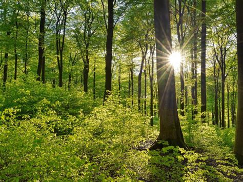 ÁREAS VERDES, descubre todos estos espacios naturales aquí