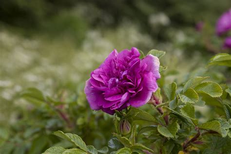 The Meaning of Dark Purple Roses That'll Make You Love Them More - Gardenerdy