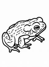 Toad Coloring Pages Printable For Free Download sketch template