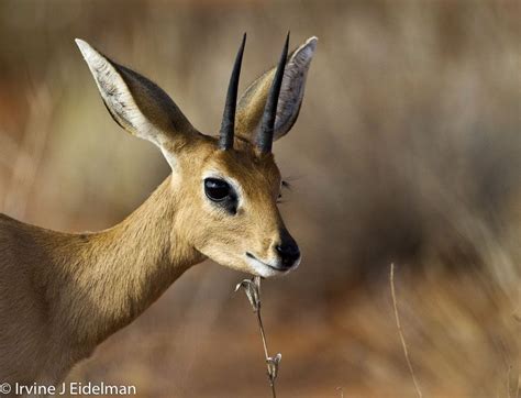 Steenbok | African wildlife, Africa, African safari