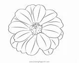 Zinnia Flower Coloring Page For Kids  Free Zinnias Printable sketch template