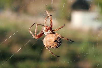 Orb Weaver Spider | The Life of Animals