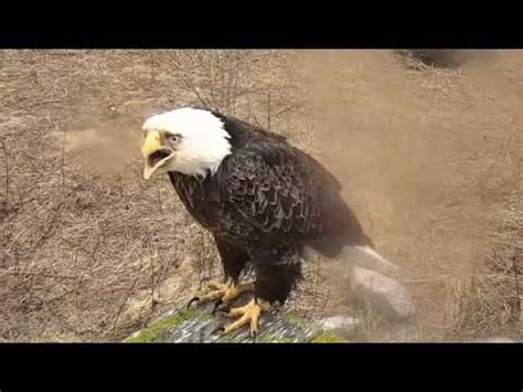 Eagle Noise! - YouTube